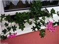 pelargonije